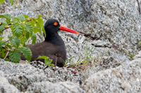 AMERICAN BLACK OYSTERCATCHER