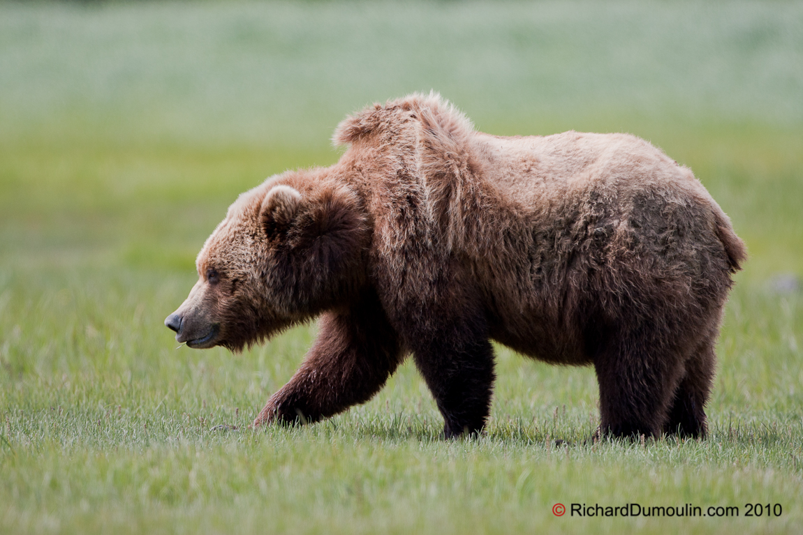GRIZZLY BEAR IN PHOTO(S) - RichardDumoulin.com